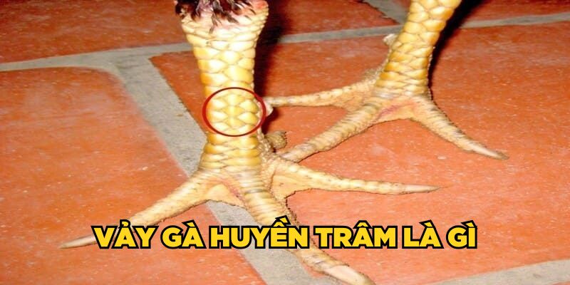 Vảy gà huyền trâm là gì